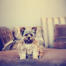 Un adorable petit yorkshire terrier assis bien sagement sur le canapé