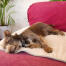 Protégez vos meubles des poils de chien et des pattes boueuses avec cette couverture de luxe.