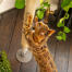 Grattage de chat sisal de Freestyle arbre à chat d'intérieur Grattage de chat sisal de Freestyle arbre à chat d'intérieur