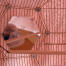 Un miroir à l'intérieur d'une cage à oiseaux avec une couverture rose par-dessus Un miroir à l'intérieur d'une cage à oiseaux avec une couverture rose par-dessus