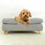 Chien assis sur Omlet Topology lit pour chien avec traversin et Gold pieds en épingle à cheveux