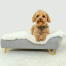Chien assis sur Omlet Topology lit pour chien avec surmatelas en peau de mouton et Gold pieds en épingle à cheveux
