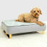 Chien assis sur Omlet Topology lit pour chien avec couverture matelassée topper et Gold rail feet