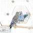 Une perruche regardant un miroir tout en étant assise sur un poteau à l'intérieur de la cage à oiseaux Geo 
