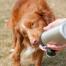 Chien léchant l'eau de ses longues pattes bouteille d'eau pour chien