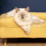 Mignon chat blanc en peluche assis sur un lit à traversin en mousse à mémoire de forme jaune moelleux avec pieds en laiton