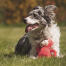 Chien avec peluche de singe dans un champ Chien avec peluche de singe dans un champ