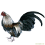 Old english game bantam bleu et Gold duck wing male Old english game bantam bleu et Gold duck wing male