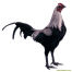 Old english game grey male Old english game grey male