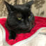 Un chat noir assis sur une couverture de chat rouge.