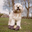 Chien avec ours en peluche dans un champ Chien avec ours en peluche dans un champ