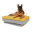 Chien assis sur un grand lit pour chien en mousse à mémoire de forme Topology avec un coussin à fèves facile à nettoyer et des pieds ronds en bois.