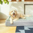 Le matelas en mousse à mémoire de forme de qualité supporte votre chien lorsqu’il se repose en moulant les contours de son corps pour plus de confort.