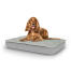Chien assis sur un lit pour chien de taille moyenne Topology avec surmatelas matelassé Chien assis sur un lit pour chien de taille moyenne Topology avec surmatelas matelassé