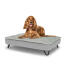 Chien assis sur un lit pour chien de taille moyenne Topology avec surmatelas et pieds en épingle à cheveux en métal noir