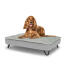 Chien assis sur un lit pour chien de taille moyenne Topology avec surmatelas et pieds en épingle à cheveux en métal noir Chien assis sur un lit pour chien de taille moyenne Topology avec surmatelas et pieds en épingle à cheveux en métal noir