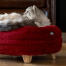 Chat assis sur un lit pour chat rouge rouge Omlet donut