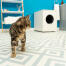 Chat dans une salle de bain avec Maya mobilier de litière pour chat en arrière-plan