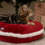 Chaton dans le Omlet lit de chat de noël