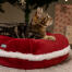 Chaton dans le Omlet lit de chat de noël Chaton dans le Omlet lit de chat de noël