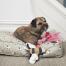 Un merveilleux jouet pour chien sophie allport Un merveilleux jouet pour chien sophie allport