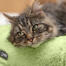 Test de chat Test de chat