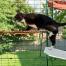 Chat grimpant sur l'étagère rouge pour chats d'extérieur dans Omlet catio