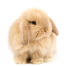 Un lapin hollandais duveteux sur fond blanc