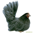 Femelle bleue Femelle bleue
