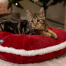 Chaton dans le Omlet lit de chat de noël Chaton dans le Omlet lit de chat de noël