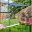 Chat grimpant de l'étagère rouge pour chats d'extérieur sur l'étagère blanche pour chats d'extérieur dans le catio Omlet Chat grimpant de l'étagère rouge pour chats d'extérieur sur l'étagère blanche pour chats d'extérieur dans le catio Omlet