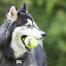 Chien jouant avec une balle de tennis kong Chien jouant avec une balle de tennis kong