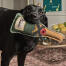 Un labrador tenant le jouet pour chien bubbles & fizz de sophie allport Un labrador tenant le jouet pour chien bubbles & fizz de sophie allport