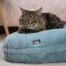 Chat qui dort sur un panier pour chat bleu ultra doux