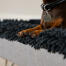 Teckel dans un surmatelas en microfibre gris pour le lit de chien lavable Topology 