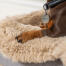 Teckel dans un topper en peau de mouton beige pour le lit de chien lavable Topology 