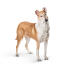Lisse-collie-on-white-background