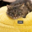Chat qui se repose sur son panier pour chat maya donut ultra doux