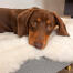 Gros plan d'un teckel allongé sur Omlet Topology lit pour chien avec surmatelas en peau de mouton
