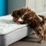 Un chiot renifle le lit pour chiots Topology avec surmatelas matelassé