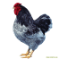 Bantam bleu