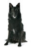 Berger belge Groenendael