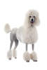 Caniche