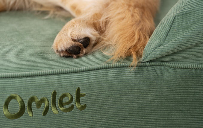 Détail d'une patte de chien sur un lit traversin vert tissu cordon