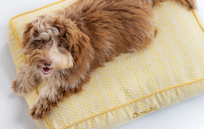 A small dog lying on the Honeycomb Pollen cushion dog bed.