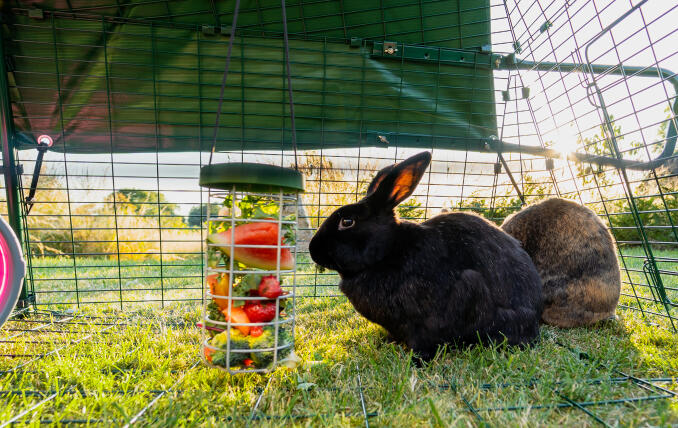 Un lapin se nourrissant d'un porte-Gourmandises Caddi dans un parcours Eglu Go .