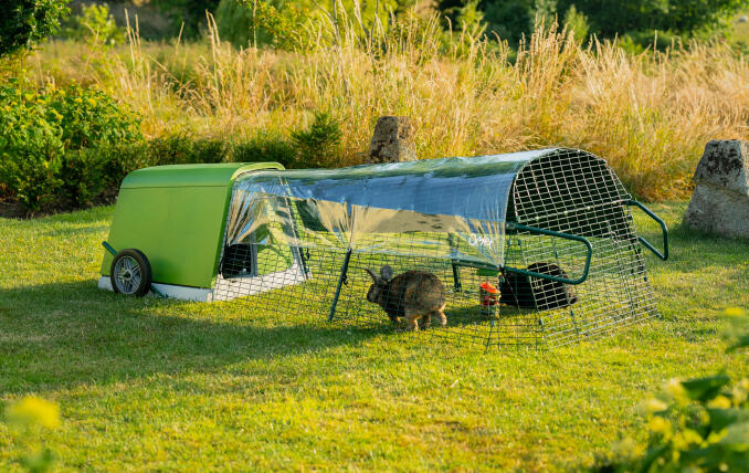 Un clapier Eglu Go installé dans le jardin avec deux lapins dans le couloir.