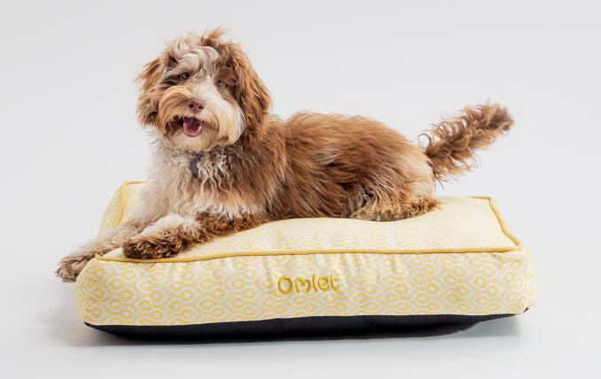 Un chien couché sur le coussin pour chien Honeycomb Pollen.