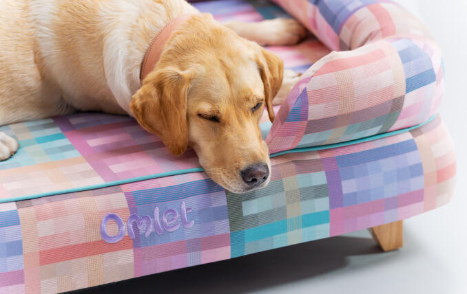 Retriever couché sur un panier Bolster pour chien Omlet, élégant et durable.