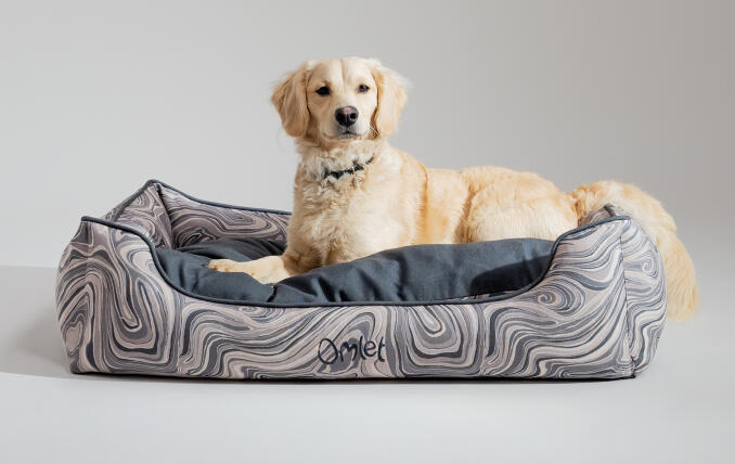 Golden Retriever miniature couché sur un nid douillet pour chien Omlet élégant et portable